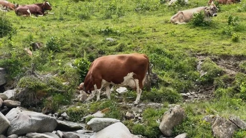 Brown and white cows grazing and drinking by a mountain stream in Koenigsle.. Stock Footage 329557208