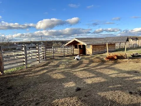 A brown and white cows lying down in the pen enjoys the sunshine on a beautiful Stock Photos