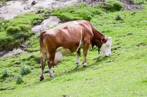 Brown and white cows Stock Photos