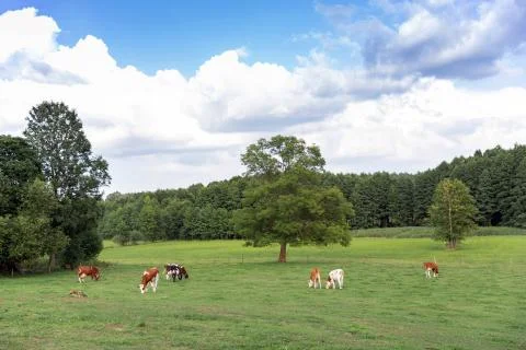 Brown and white cows Stock Photos