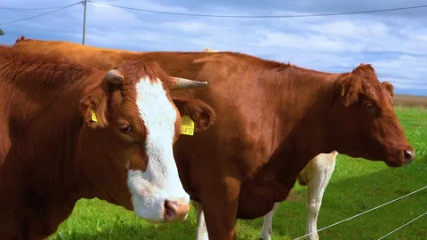 Brown and white cows standing in a green pasture on a rural farm 스톡 동영상 345092872