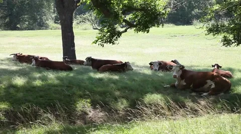 Brown and white cows under a shade tree. Stockbeeldmateriaal 64282095