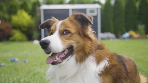 Brown and white dog close-up head portrait with attentive gaze on lush backyard Stock Footage 312593073