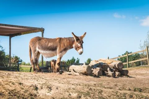 Brown and white donkey sleeps in a meadow Stock Photos