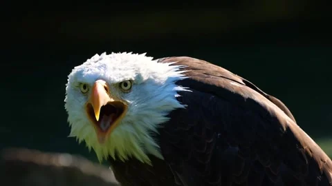 Brown and white eagle Video stock 270816869