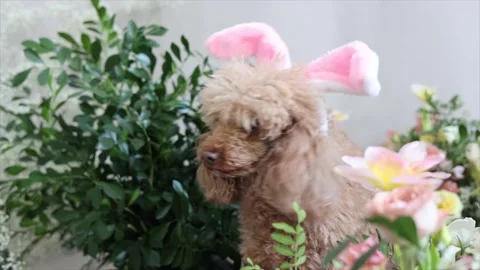 Brown and white Easter eggs decorated in the form of unicorns on a green and Stock-Footage 149754258