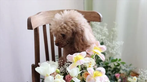 Brown and white Easter eggs decorated in the form of unicorns on a green and Stock-Footage 149754877