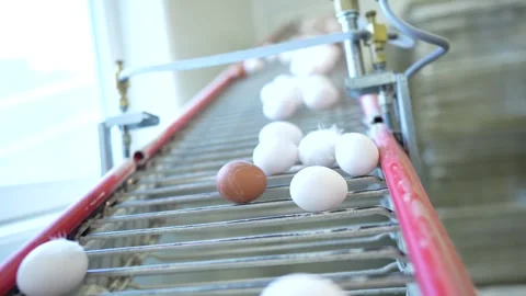 Brown and white eggs roll down a conveyor belt in a processing plant. The scene Stock Footage 330912730