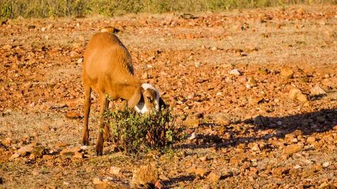 A brown and white goat eats from a small green bush amidst dry, rocky, redd.. Stock Photos
