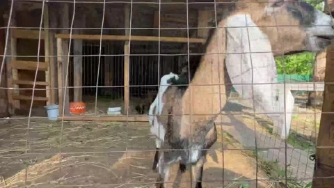 A brown and white goat stands behind a wire fence in a barnyard. Stock Footage 318839733