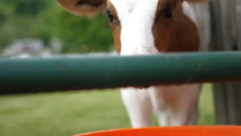 Brown and White Guernsey Calf Stock Footage