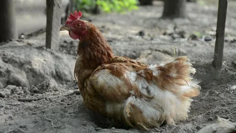 A brown and white hen rests calmly on dry soil in an outdoor farm enclosure. 動画素材 343383055