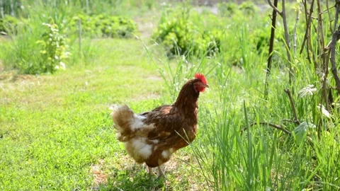 A brown and white hen walks through lush green grass and vegetation Stock Footage 343345273