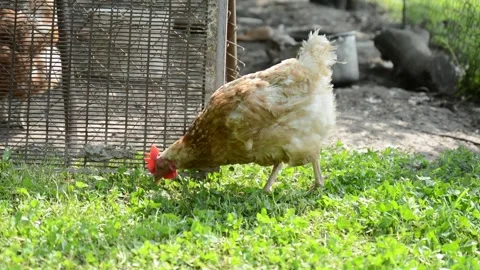 A brown and white hen walks through fresh green grass beside a poultry 動画素材 343383105