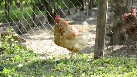A brown and white hen walks through fresh green grass beside a poultry Видео 343383180
