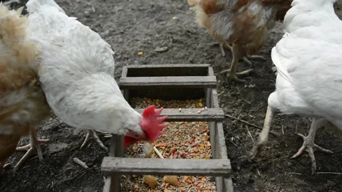 Brown and white hens gather around a wooden feeder filled with grain and corn Stock Footage 343383069