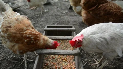 Brown and white hens gather around a wooden feeder filled with grain and corn 動画素材 343383070