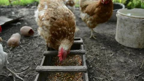 Brown and white hens gather around a wooden feeder filled with grain and corn 動画素材 343383086