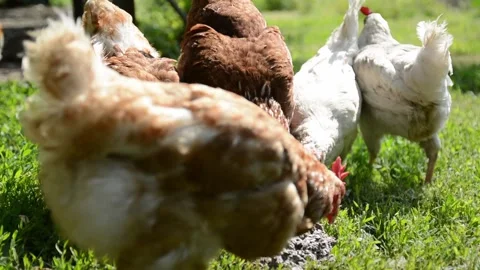 Brown and white hens walk through fresh green grass 動画素材 343383133