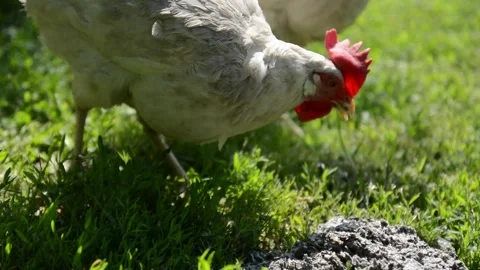 Brown and white hens walk through fresh green grass 스톡 동영상 343383136
