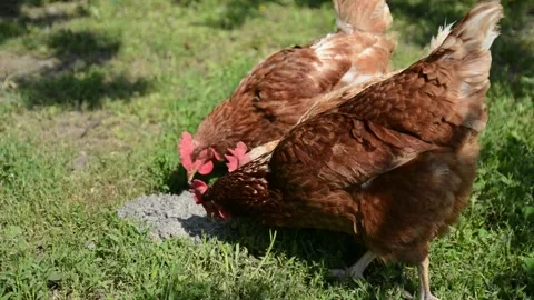 Brown and white hens walk through fresh green grass 動画素材 343383139
