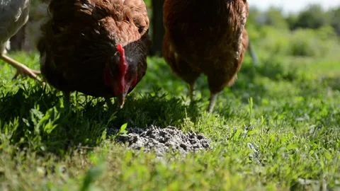 Brown and white hens walk through fresh green grass 動画素材 343383142