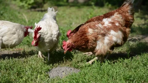 Brown and white hens walk through fresh green grass Видео 343383159
