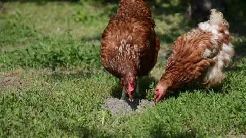 Brown and white hens walk through fresh green grass Stockbeeldmateriaal 343383174