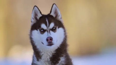 Brown and white husky with blue and yellow eyes, close-up in snow, 4K slow Stock Footage 292682008