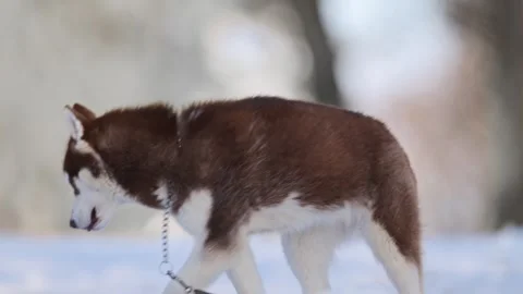 Brown-and-white husky with unique blue and yellow eyes, snowy background. Stock Footage 291884522