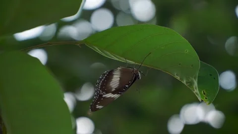 Brown and white pattern butterfly on the green leaves - neptis hylas Stock Footage 255123822