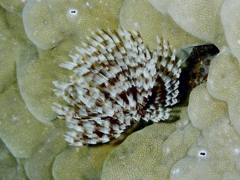 Brown and white patterned marine animal, Indo-Pacific tube worm (Sabellastarte Stock Photos