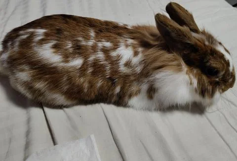 Brown and white patterned rabbit resting on a textured light-colored surfac.. Stock Photos