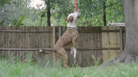 Brown and White Pitbull Terrier Mix Chews on Rope Hanging From Tree With