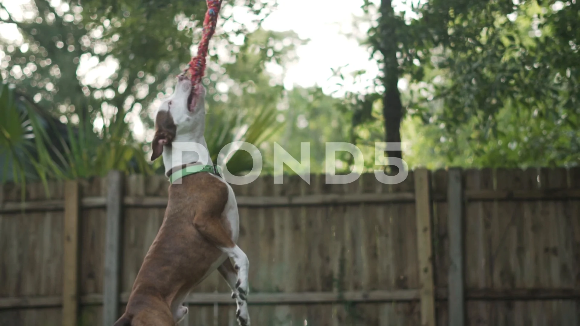 Pitbull hanging from store rope