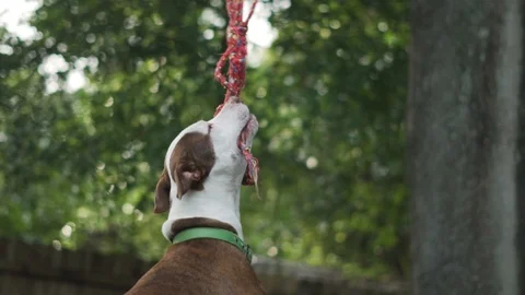 Brown and White Pitbull Terrier Mix Chews on Rope Hanging From Tree With