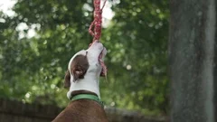 Pitbull tree outlet rope