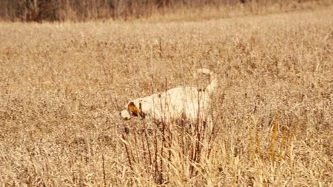 Brown and white pointer hunting dog sniffing the ground in a dry field, Stock Footage 290021352