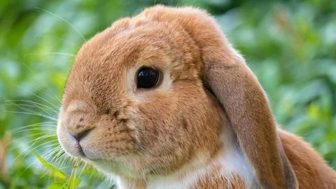 Brown and White Rabbit Close-Up Stock Photos