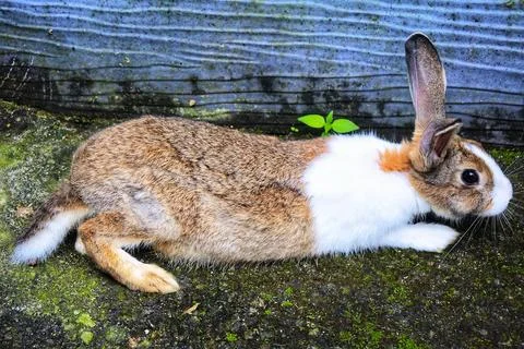 Brown and white rabbit Stock Photos