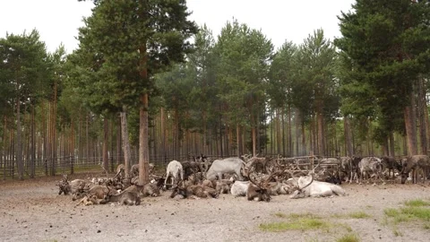 Brown and white reindeers rest in camp in Siberia Stock Footage 281852012