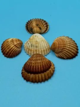 Brown and white seashells in composition Stock Photos
