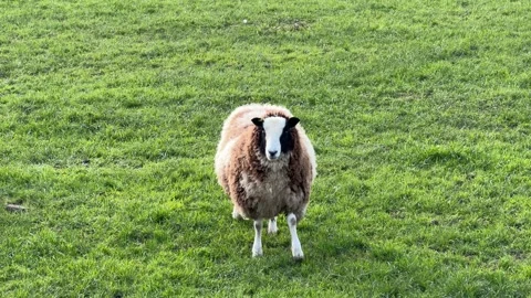 Brown and white sheep walking forward detail Stock Footage 331584580