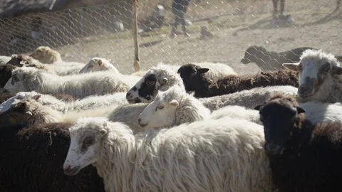 Brown and white sheep in wired pen in remote Bolivian farmland Stock Footage 122307578
