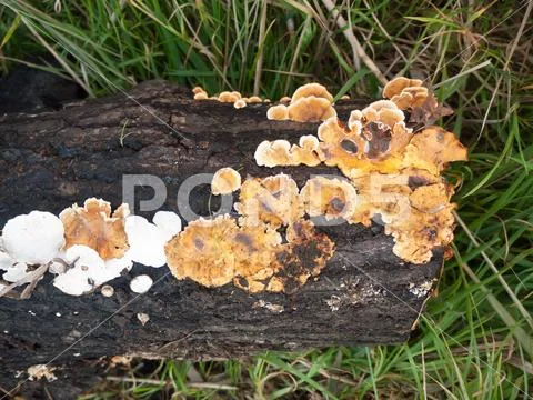 Brown and white small fungi forest black old decaying rotting log Stock Photos
