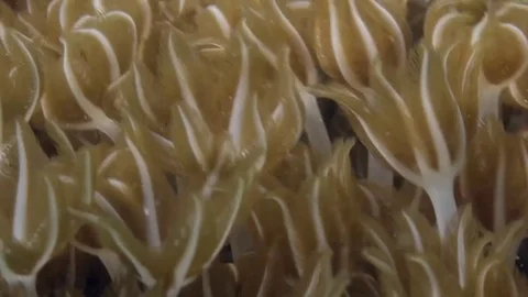 Brown and white soft blinking coral feeding underwater Stock Footage 82622548