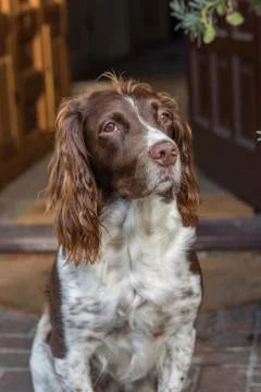 Brown and white springer spaniel sat at the front door. Stock Photos