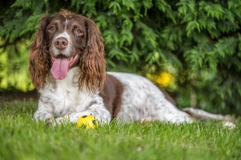 Brown and white springer spaniel laying down on the grass in the garden Stock Photos