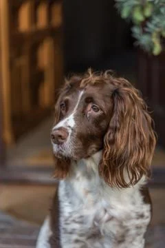 Brown and white springer spaniel sat at the front door looking to the side. Stock Photos