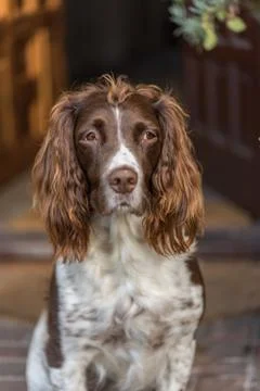Brown and white springer spaniel sat at the front door looking at the camera. Stock Photos